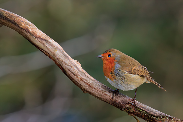 Erithacus rubecula Robin looking alert